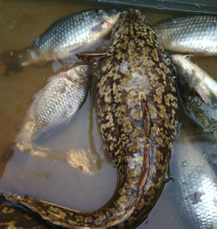 黄河每天将鱼冲入大海，淡水鱼在海中无法存活，这些鱼...