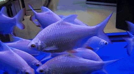 所以鱼类真的没有强烈的喝水冲动.