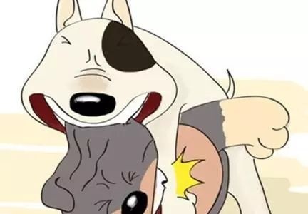 两只宠物狗打架90后主人看不下去了一冲动