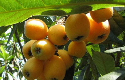 中医认为枇杷果实有润肺,止咳,止渴的功效.吃枇杷时要剥皮.