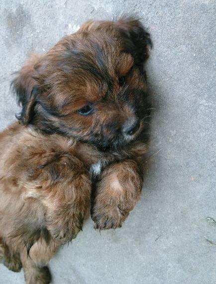 泰迪被土狗祸祸,生出6只小奶狗,主人一看快被气疯了