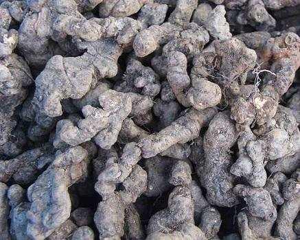 农民在山上挖到这个"黑疙瘩",别丢掉,虽然长得丑,作用却很大