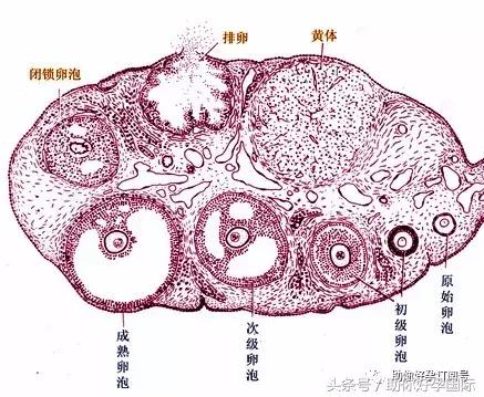 「助你好孕」这样的做法,对卵泡的发育有很大帮助