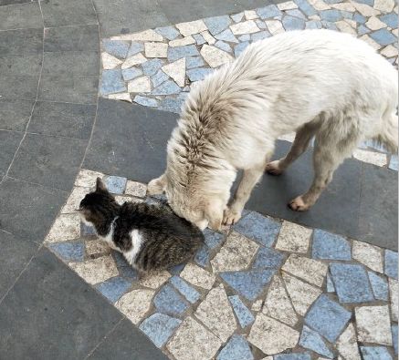 双目失明的狗狗与猫在街头流浪,猫咪:你帮我,我就当你的眼睛!