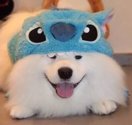 是三傻中的其中一员 别看它平时那么的乖巧,有时候做的事让人傻眼