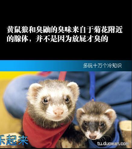 知识|黄鼠狼|小技巧_新浪新闻