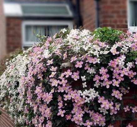 夏日最适合用来遮阴的几种爬藤植物,让你享受庭院的丝丝凉意