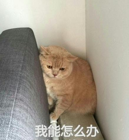 喵星人搞笑表情包赶脚以后聊天都不用打字了哈哈