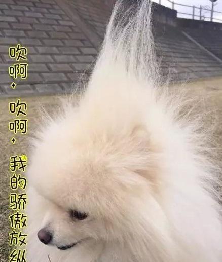 喂~大风天,是胖子实现自我价值的节日……过节吗?