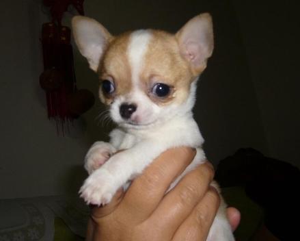 茶杯犬,芝娃娃,奇娃娃,齐花花生源地:南美智商:第67名 体型:超小型犬