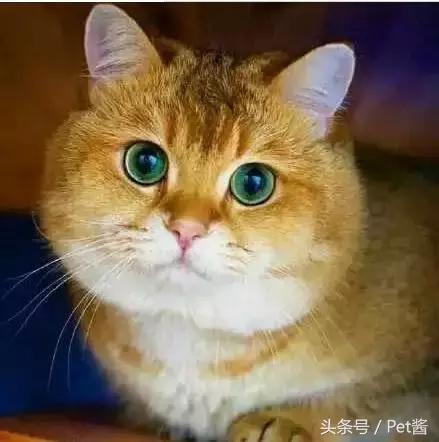 这只橘猫就是凭一张大圆脸成网红的