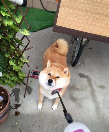 史上最拗柴犬!就算脸颊肉都溢出来,这只倔强柴柴说什么就不走!