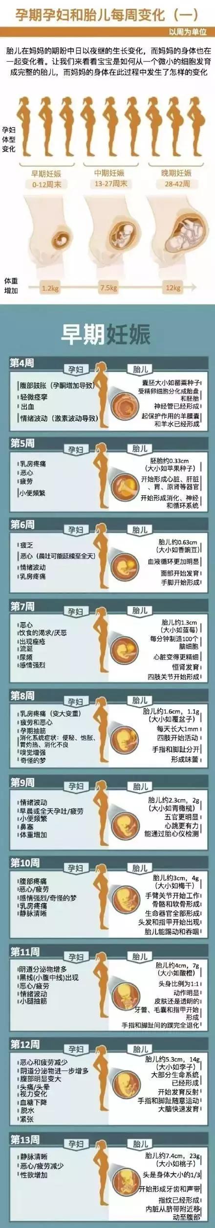 一张图教你看懂孕妇和胎儿在整个孕期的变化