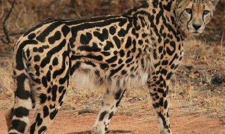 自然界最有王者之气的猎豹:发生基因变异,身上长有鬃毛