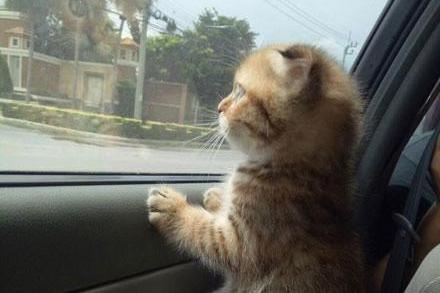 分享一组小猫咪坐车时候的表情,一个个的简直不要太搞笑!