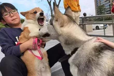 哈士奇偶遇柯基,亲了一下把柯基吓成表情包!