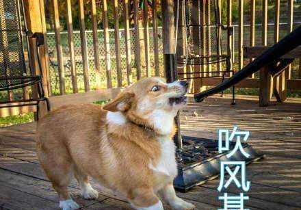 柯基化身老司机主人上车带你飞