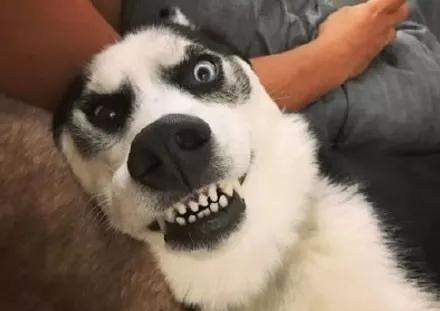 一只地中海二哈总是被说脾气大可是人家只想安静的当个表情帝