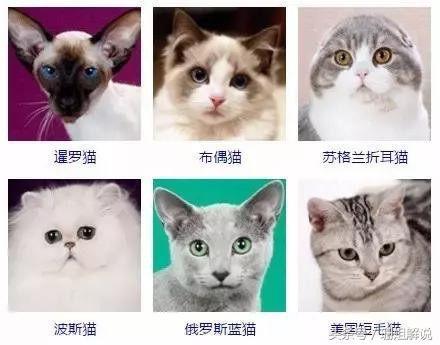 猫的品种加图片 名字图片