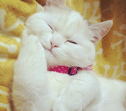 一只非常可爱的猫咪,撒娇卖萌,网友:小肉拳捶你胸口!