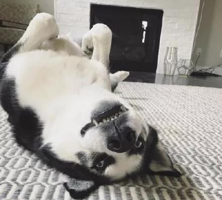 一只地中海二哈总是被说脾气大可是人家只想安静的当个表情帝