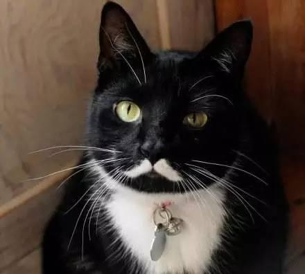 你敢剪猫的胡须吗?保证挠不死你!