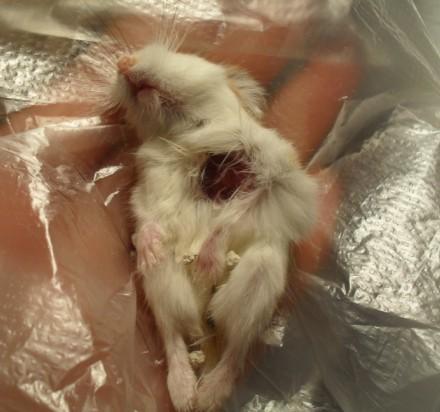 男子吐槽,家里两只仓鼠总是黏在一起,我看了眼,感觉要出事