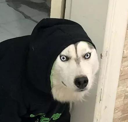 哈士奇和二哈的差别,又时候只需要一件卫衣就能看出来!