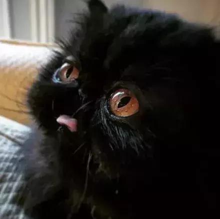 对,就是这只黑不溜秋的煤球小魔怪.大声告诉你 这货是只喵!