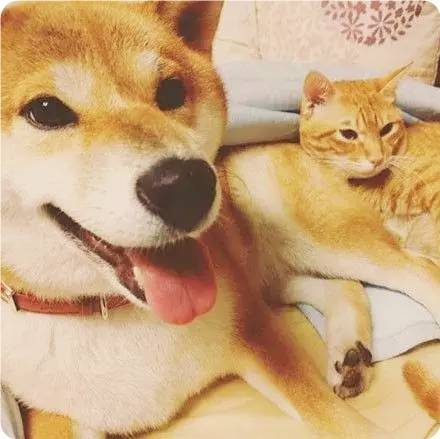 在ins上有位叫shiba_tora_hamu的用户, 本来养了一只柴犬和一只橘猫