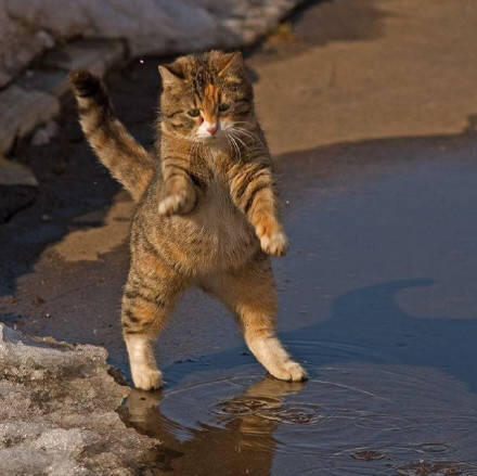 主人拍到猫咪玩水的表情网友看了忍不住笑喷这猫怕是成精了