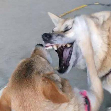 自从养了这两只狗狗每天都有源源不断的表情包