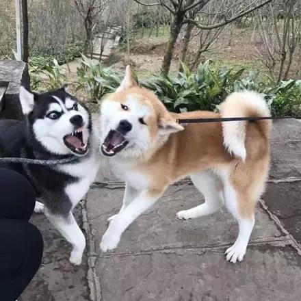 狗界表情包哈士奇和秋田相遇