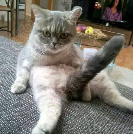 一柱擎天的喵野外gスポットしげきバチャバチャ.