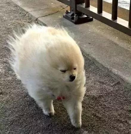 3℃ 大风 停电!石家庄人挺住!还有更虐心的