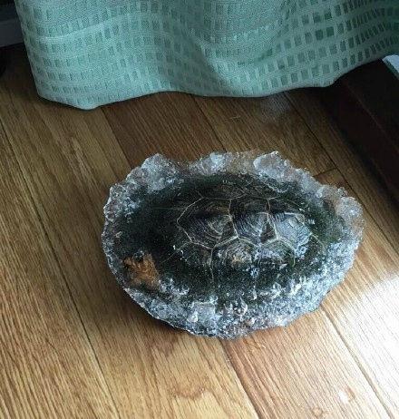 气温骤降,乌龟被冻成了冰块!女主人一个办法,乌龟复活了!