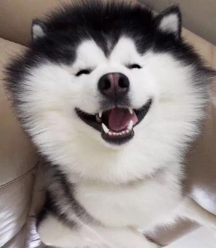 网红小二哈!你看我美吗?