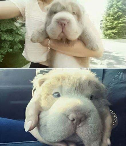 本来挺困的,看完这些动物趣图来精神了,真是搞笑!