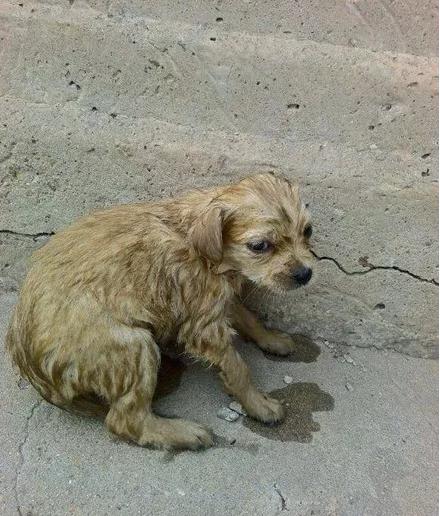 流浪小土狗被熊孩子丢河里,网友看到之后气愤的上去狠狠踹了2脚