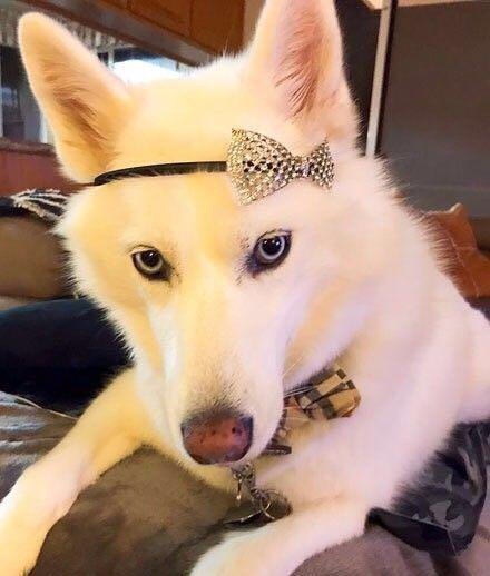 纯白色的二哈君遇到这样的主人真是狗生艰难啊