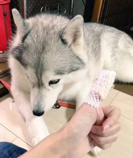哈士奇联合喵星人咬伤主人,还不止一次,知道原因后笑喷了