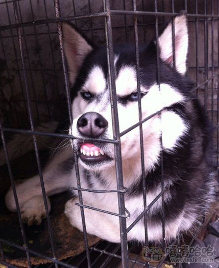 又到佳节虐狗季,资深单身狗们再次受到暴击,这篇日常简直太贴切