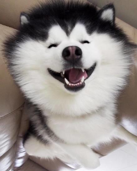 一只美国的混血哈士奇maru,一双宝石般的眼睛,太萌了!
