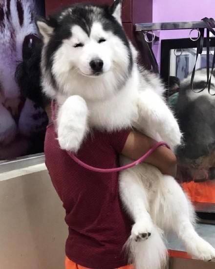 一只美国的混血哈士奇maru,一双宝石般的眼睛,太萌了!