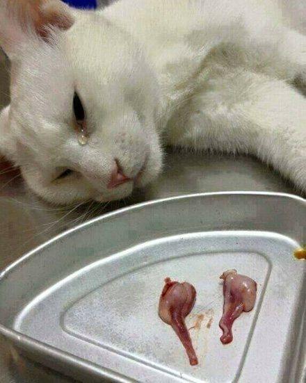 主人给猫咪做完绝育后