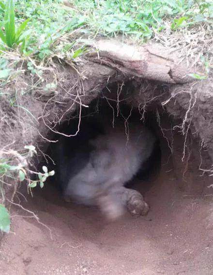 主人用土坑搭建狗窝,二哈一脸嘚瑟乐坏了