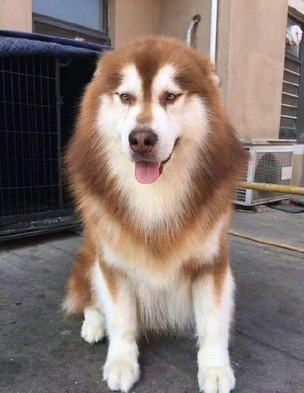 喜欢狗狗的人,都知道阿拉斯加这个品种,平时都十分安静,而且对主人也