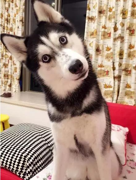 养这样一只哈士奇需要多强大的内心?网友称养了个爹!