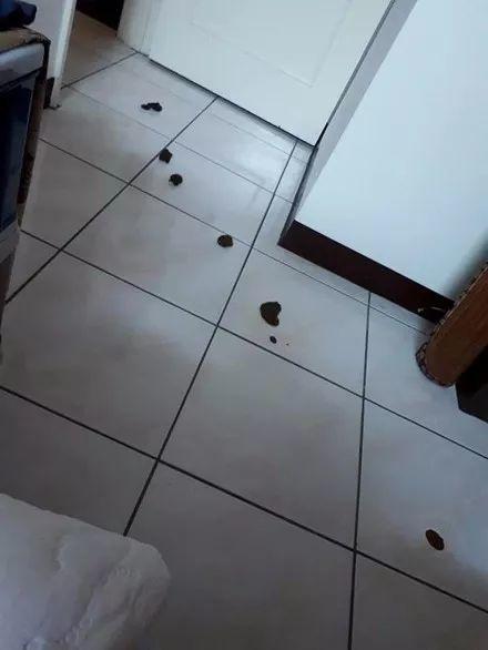 妹子骗哈士奇去洗澡,为报复妹子一泡屎拉成8坨,还特么排成一排