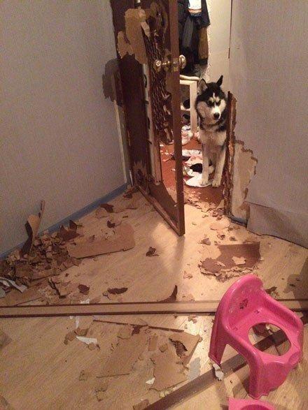 二哈拆家战斗力惊人网友这要是拆房子挖掘机都省了